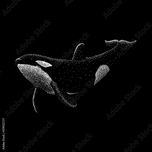 Killer Whale hand drawing vector illustration isolated on black background