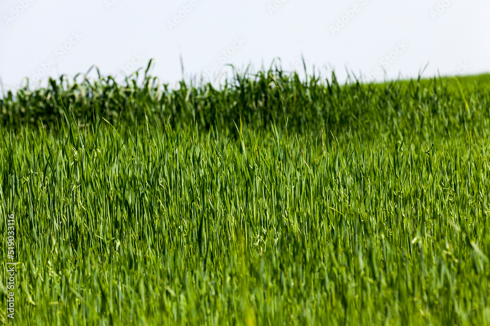 growing livestock feed green oats in a large field growing livestock feed green oats in a large field