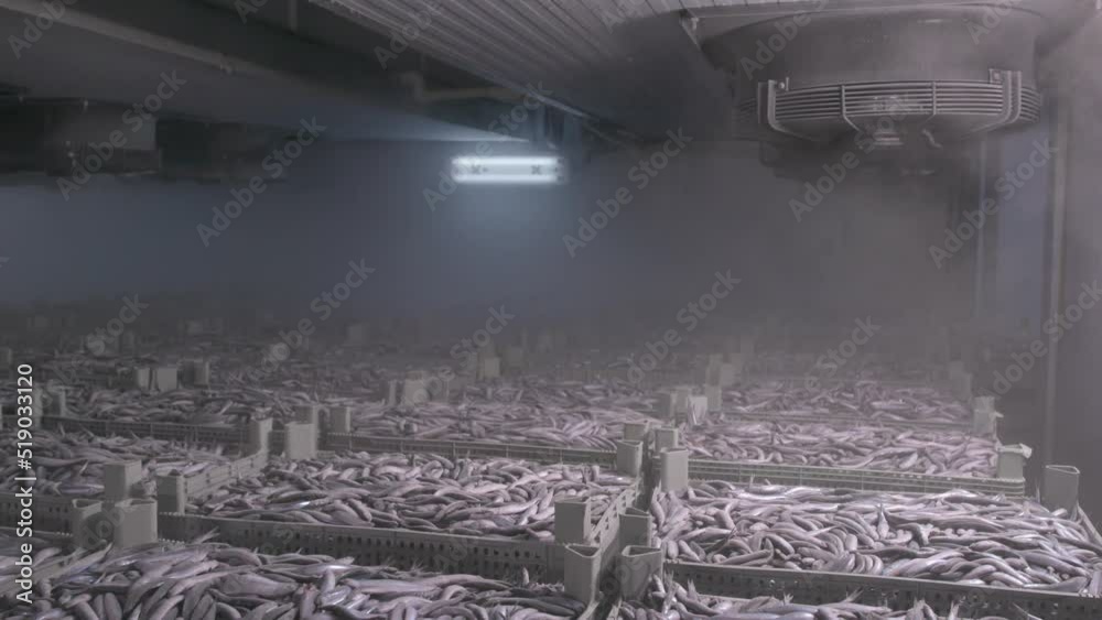 Frozen anchovy fishes are seen in a deep fridge storage of a trawler