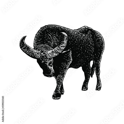 Water Buffalo hand drawing vector illustration isolated on background
