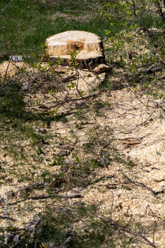 Fototapeta premium stumps and branches left after logging in the forest