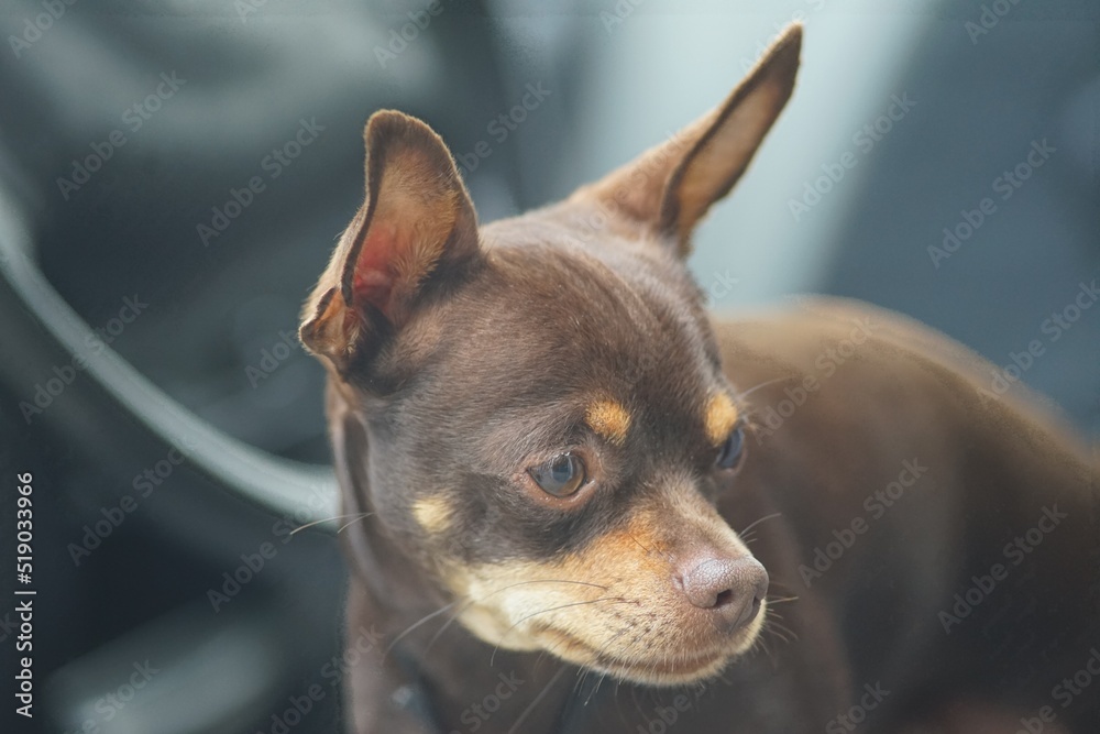 Horizontal full-color photo. Portrait of an animal. A puppy of a dwarf pinscher in close-up. Brown with tan markings. Looks expressively.