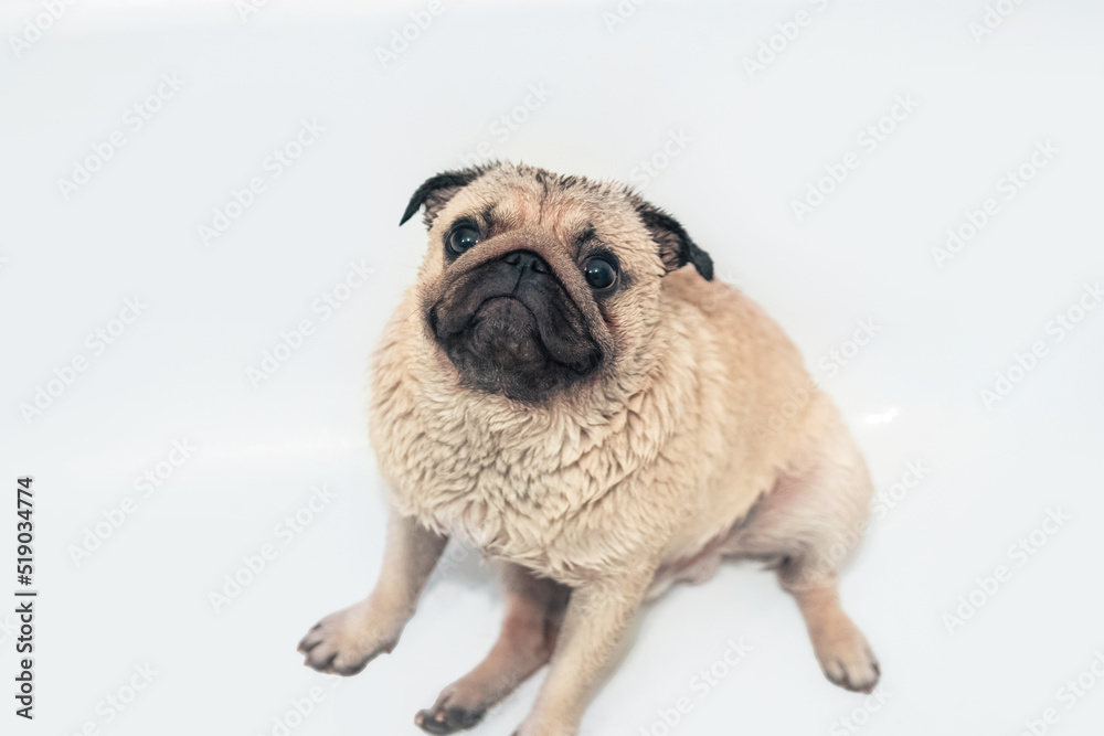 Obraz premium wet pug anxiously looks at the camera in the bathtub on a white background