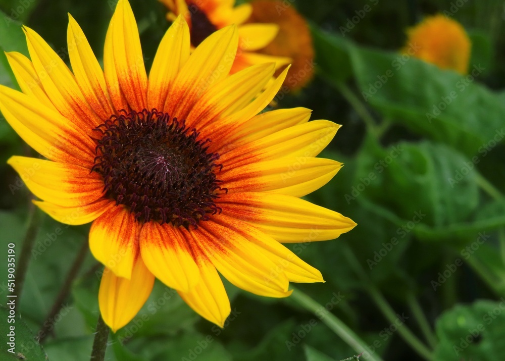 キレイに咲いたひまわり　