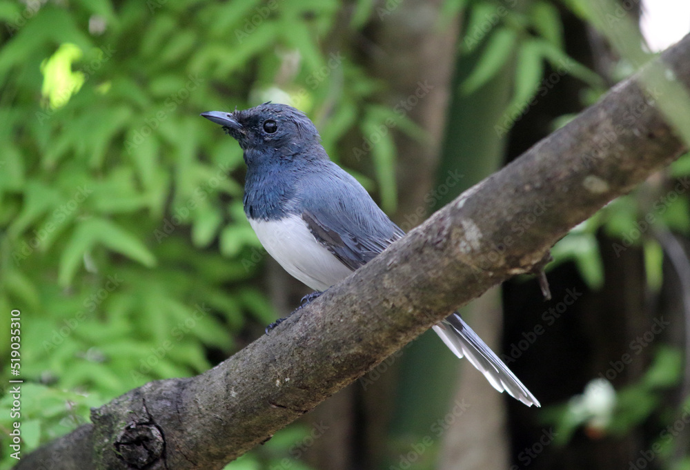 Fototapeta premium Leaden flycatcher bird on a branch of a tree in a garden