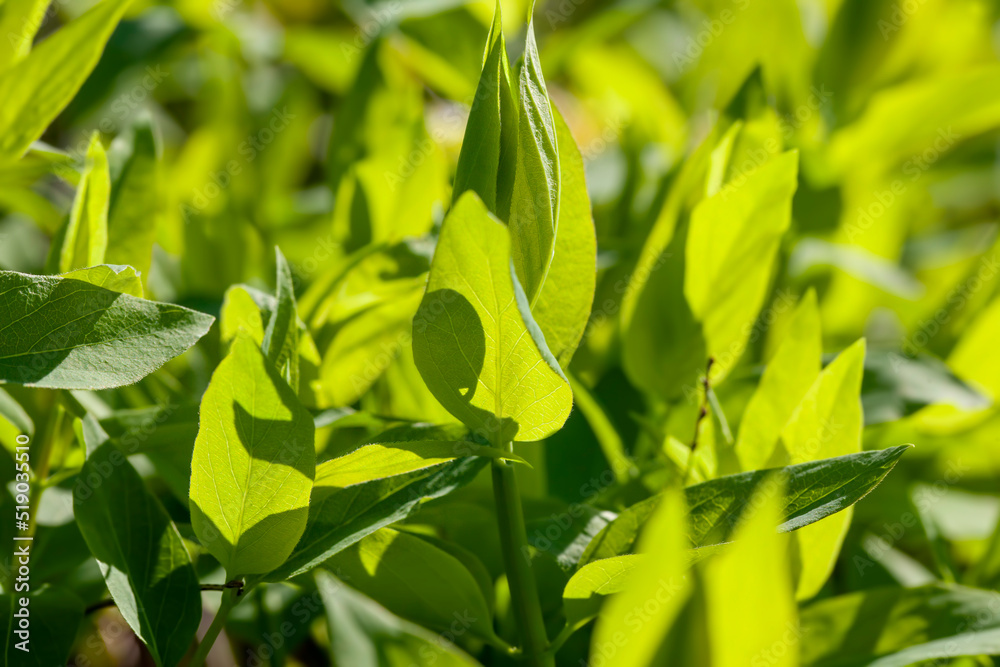 deciduous trees in the spring season with green foliage deciduous trees in the spring season with green foliage