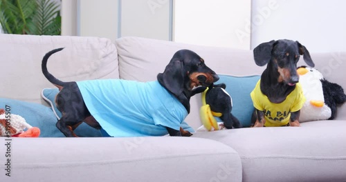 Two active dachshund dogs play together on the couch at home. Greedy dogs can not share toy in the shape of bee, and attack each other to take it away, front view