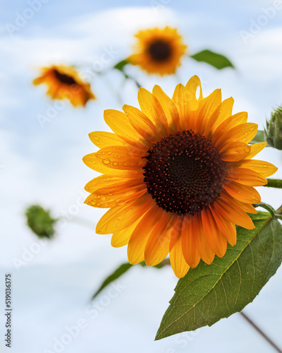 sunflower on blue sky background