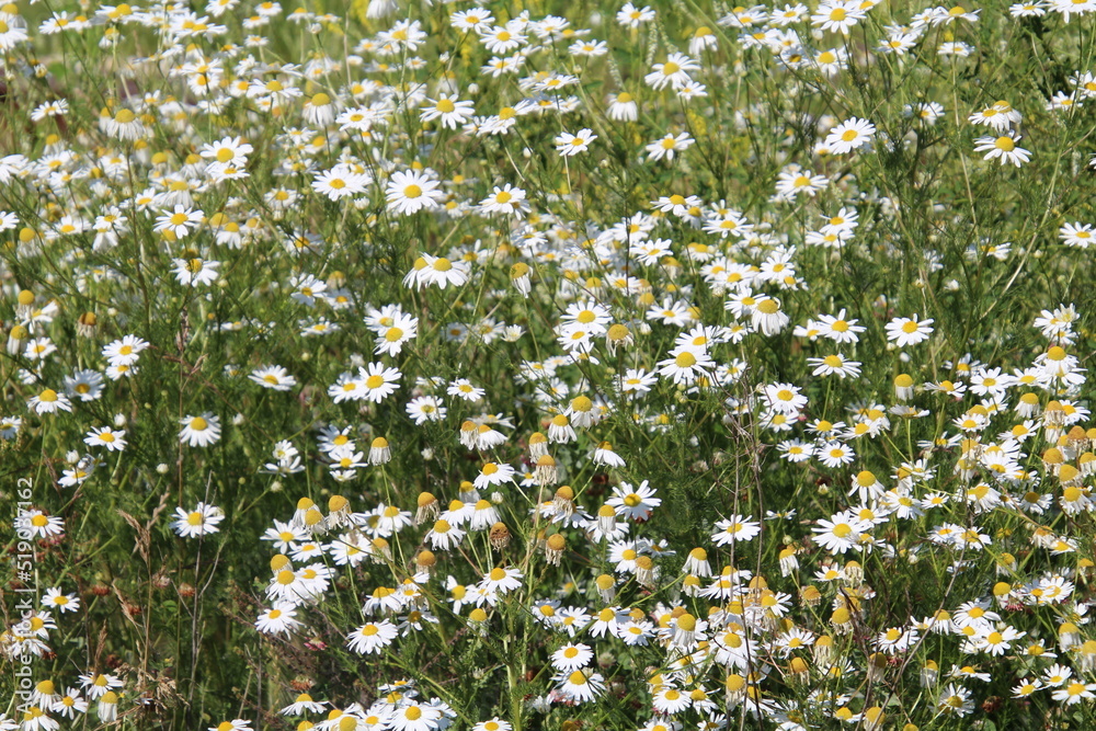 field of daisies field of daisies