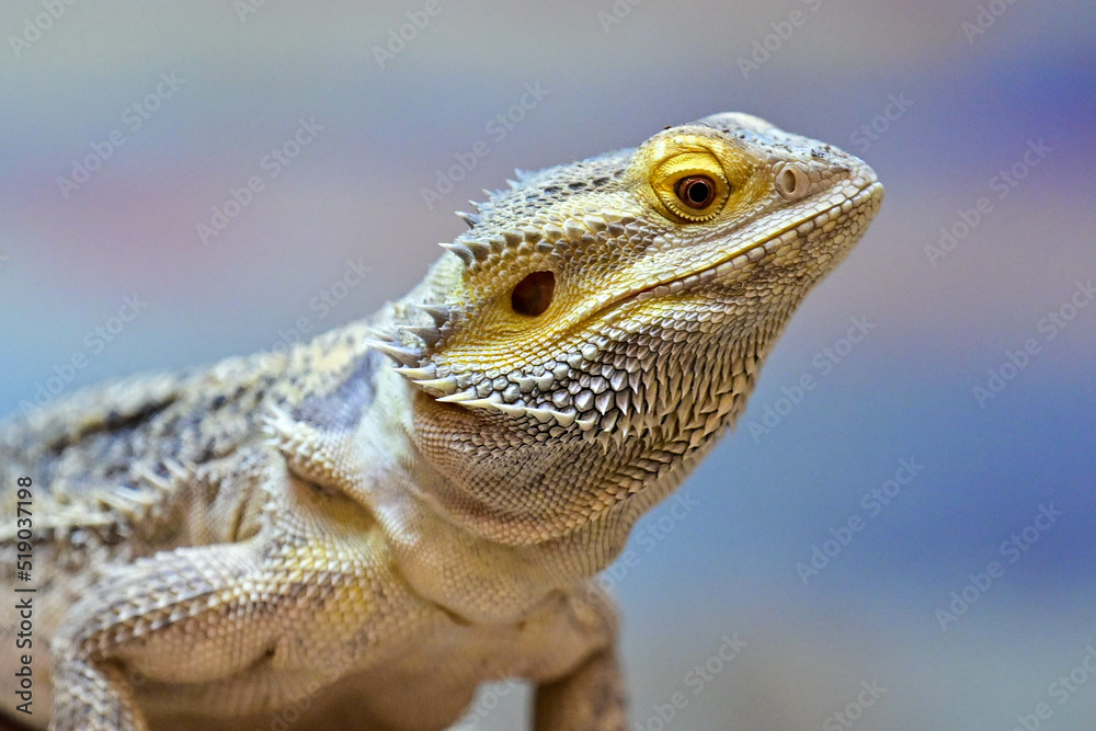 Fototapeta premium Bearded Dragon looks forward