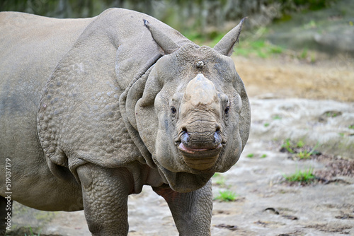 Rhino looks at the camera