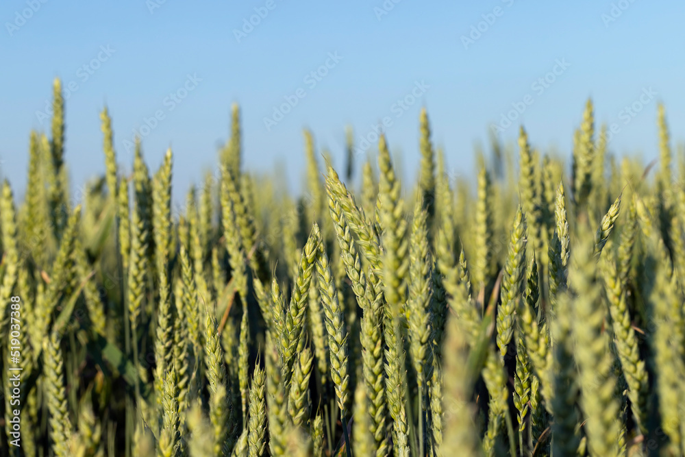 An agricultural field where ripening cereals grow An agricultural field where ripening cereals grow