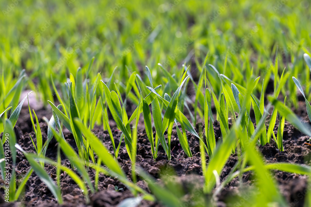 agricultural fields with a large number of young green cereal wheat as grass agricultural fields with a large number of young green cereal wheat as grass