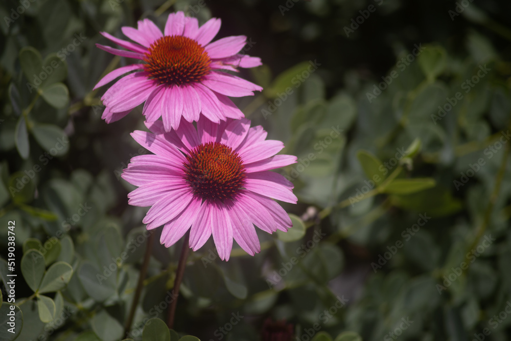 Fototapeta premium Two Purple Coneflowers (Echinacea purpureal) with overlapping petals surrounded by lush greenery