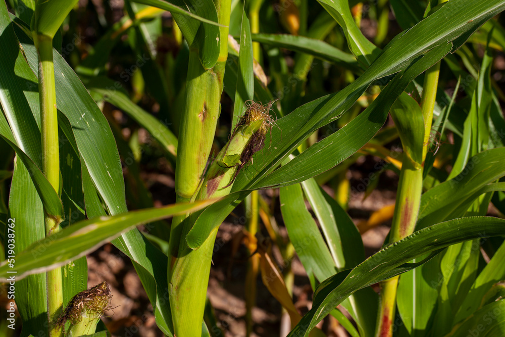 an agricultural field where unripe green corn grows an agricultural field where unripe green corn grows