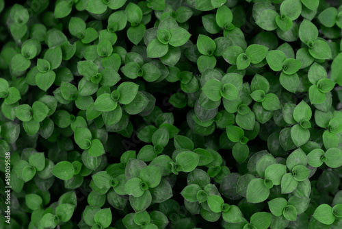 small green leaves background