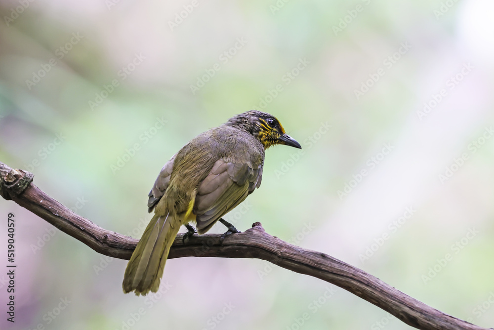 Fototapeta premium The Stripe-throated Bulbul on a branch