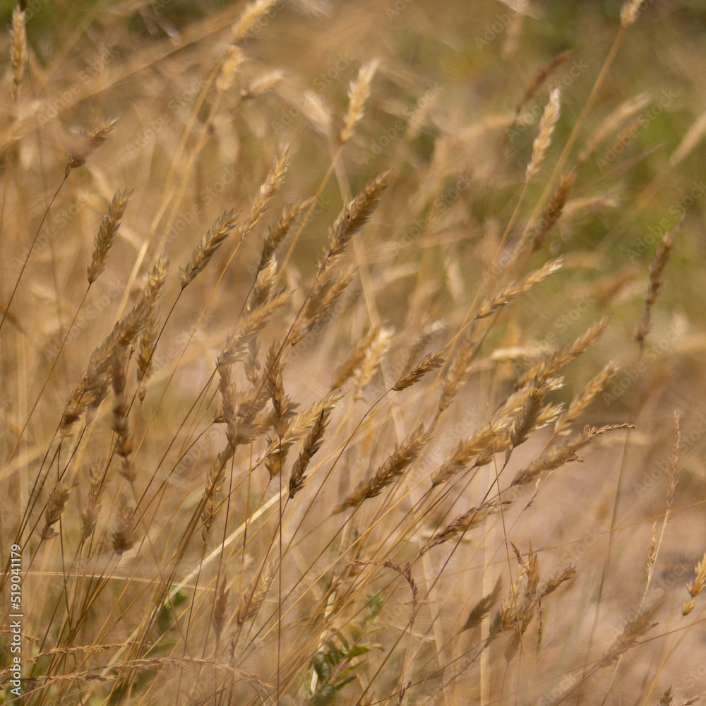 Fototapeta premium Blurry Background Of Golden Sweet Vernal Grass (Hornworts, Anthoxanthum Odoratum) In Square Size Reminder Of Wheat Field