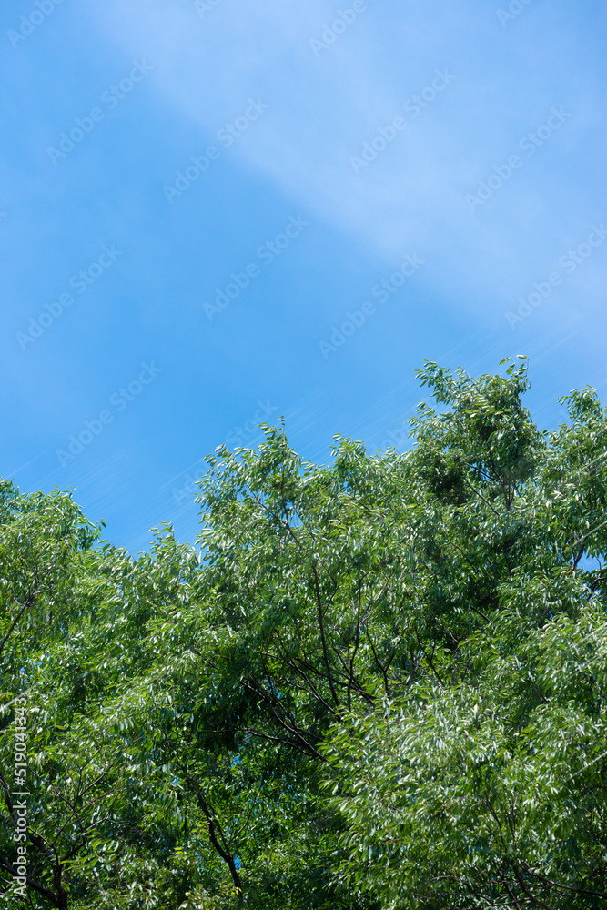 Obraz premium 樹木と青空、環境緑化