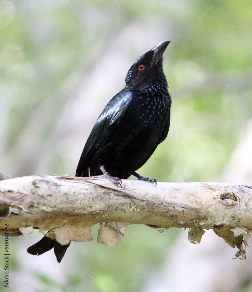 Obraz premium Spangled drongo bird sitting on a tree branch