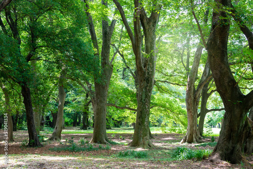 樹木の緑と休日の公園 © blew_f