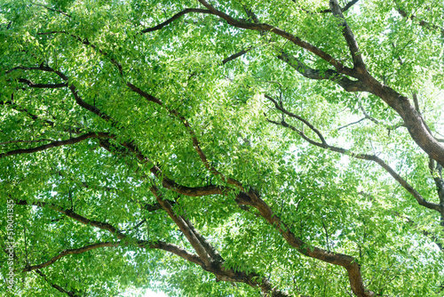 木々の緑と自然の力
