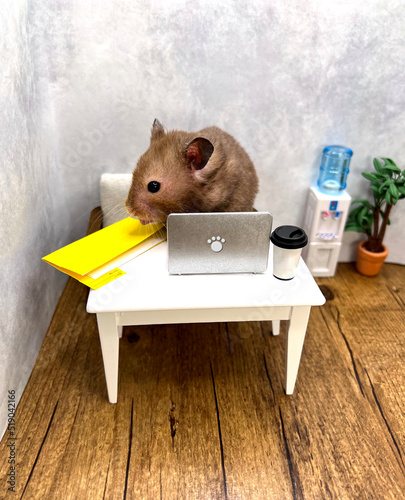 Cute Syrian hamster working in an office and sticking out tongue in disgust