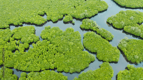 Tropical landscape with mangrove forest in wetland from above on Siargao island, Philippines.