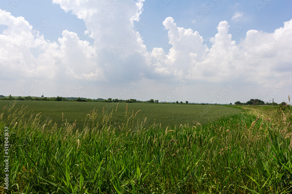 Rice fields, the period of ripening, preparation for harvesting by mechanical means. Rice fields, the period of ripening, preparation for harvesting by mechanical means.