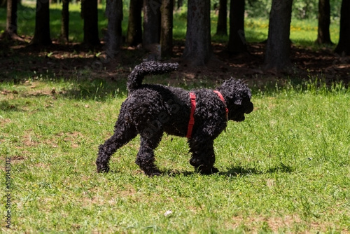 Russian black terrier in training, at the cynologist, in the forest.