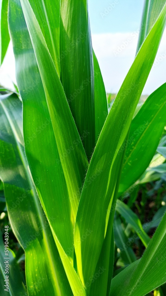 close-up of the leaves of the corn plant in the garden near the house close-up of the leaves of the corn plant in the garden near the house