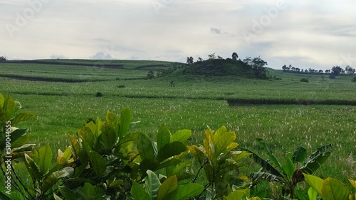 The atmosphere of the sugarcane garden is seen on a beautiful hill full of greenery