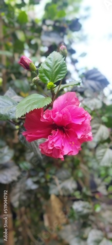 Photography India clever photo only expensive flower name:🥀 Cemparutti