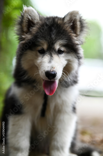 Cute Small baby of siberian husky dog. Domestic wolf dog husky. Winter dog. Lovely puppy photography. Wallpaper with puppy. Husky puppy photography 