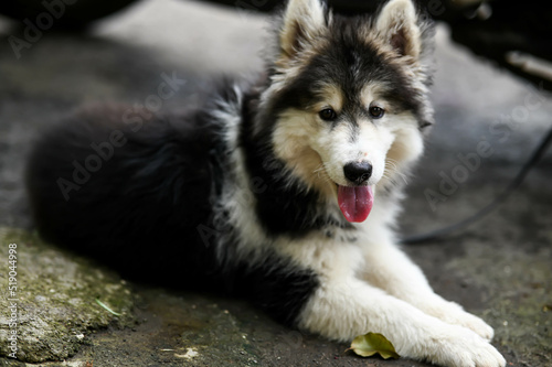 Lovely face of siberian husky dog. Lovely Puppy of husky. Puppy Dog. Wallpaper With Puppy. Pet animal photography
