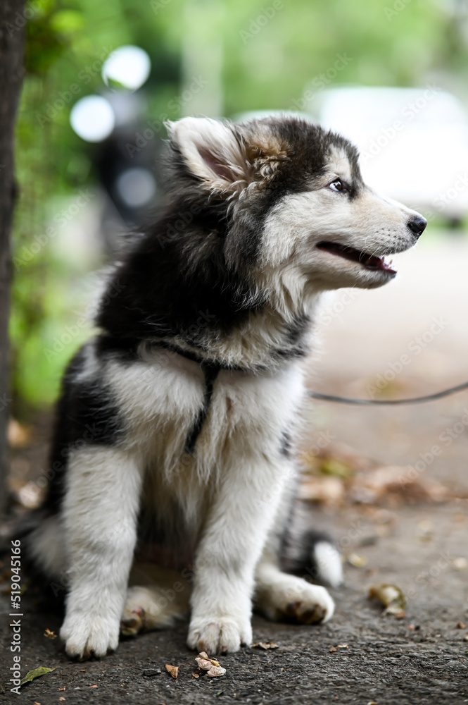 Cute siberian husky puppy. Lovely Puppy of husky. Puppy Dog. Wallpaper With Puppy. Pet animal photography
