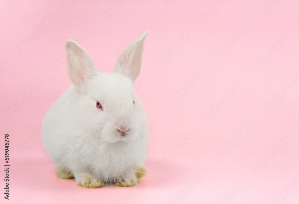 white rabbit isolated on pink background, young adorable fluffy bunny sitting on pink background white rabbit isolated on pink background, young adorable fluffy bunny sitting on pink background