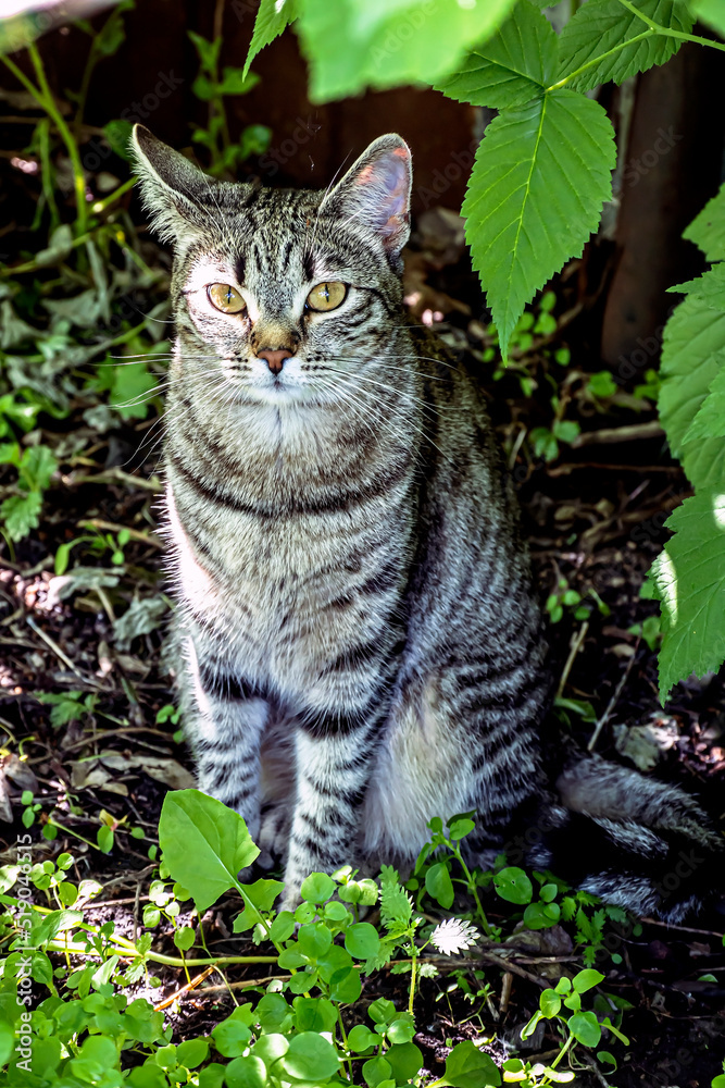 cat is sitting in a garden among greenery cat is sitting in a garden among greenery