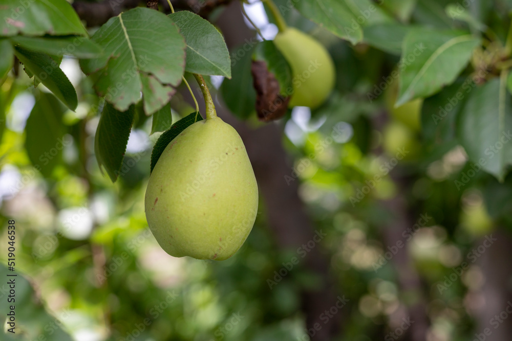 Pear fruit on a tree branch Pear fruit on a tree branch
