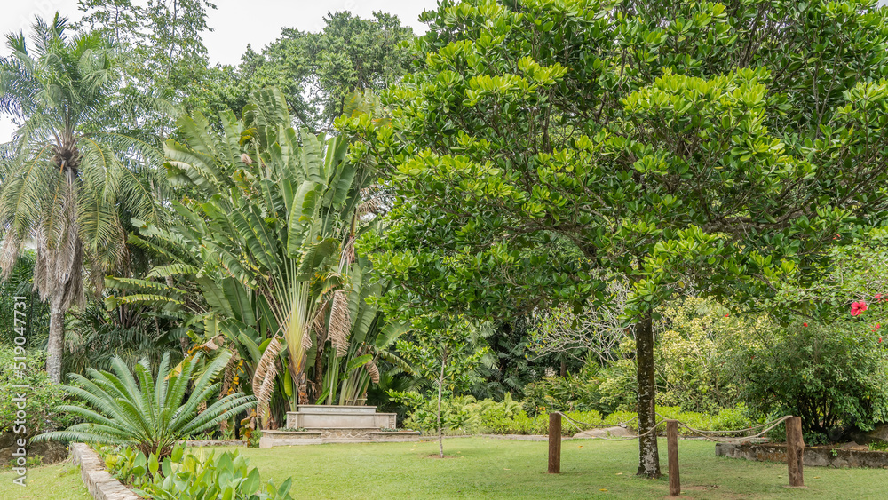 Fototapeta premium Botanical Garden on the island of Mahe. Thickets of tropical trees and palm trees are visible around the green lawn. Seychelles