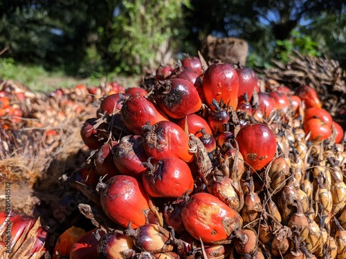 Oil palm fruit (Elaeis guineensis) in the south Kalimantan Plantation