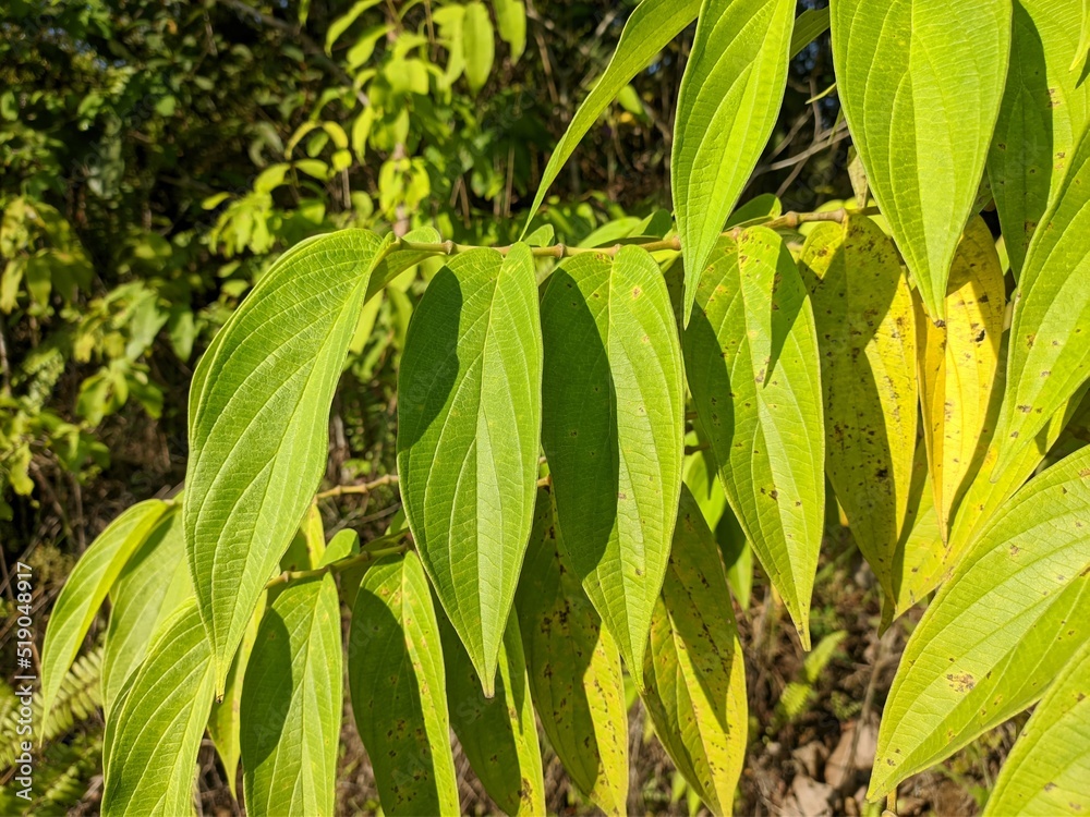 Piper aduncum plants in the morning Piper aduncum plants in the morning