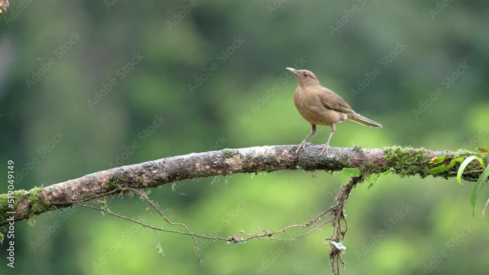 a clay-colored thrush and a female scarlet-rumped tanager perched on a branch at boca tapada in costa rica a clay-colored thrush and a female scarlet-rumped tanager perched on a branch at boca tapada in costa rica