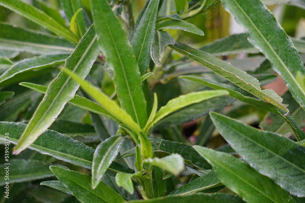 Obraz premium Sonchus Arvensis (Perennial sow, field milk thistle, field sowthistle, tempuyung, corn sow thistle, dindle, gutweed, swine thistle, tree sow thistle). Beneficial for wounds, cancer, cough.