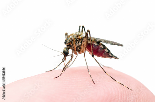 Malaria Infected Mosquito Bite Isolated on White Background. Leishmaniasis, Encephalitis, Yellow Fever, Dengue, Malaria Disease, Mayaro or Zika Virus Infectious Culex Mosquito Parasite Insect Macro.