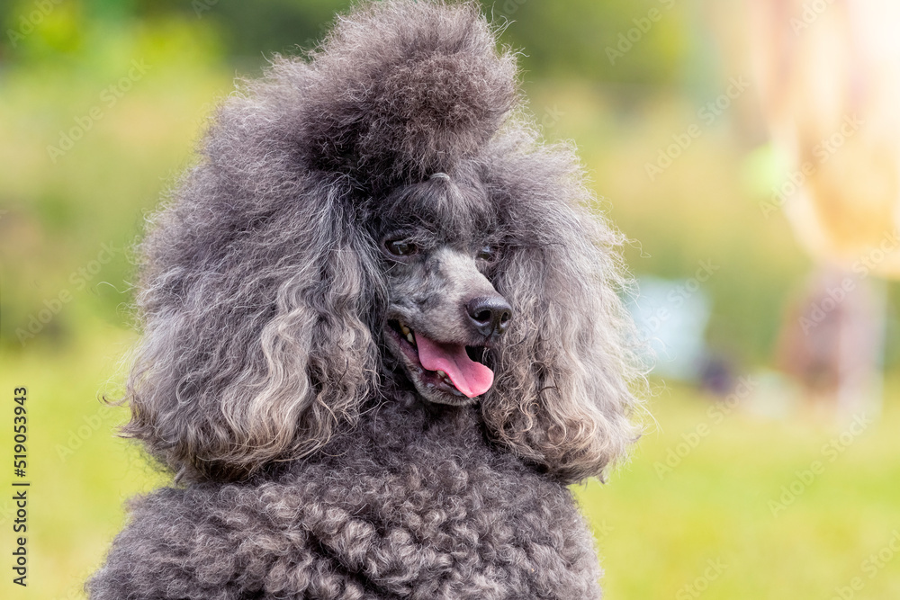 Gray fluffy poodle with open mouth and friendly look, portrait of a funny dog Gray fluffy poodle with open mouth and friendly look, portrait of a funny dog