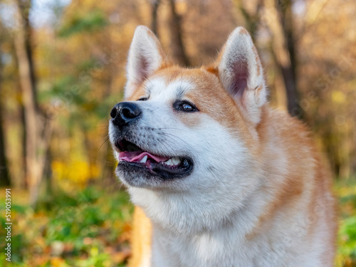 Akita dog close up in autumn park on a background of trees with yellow leaves