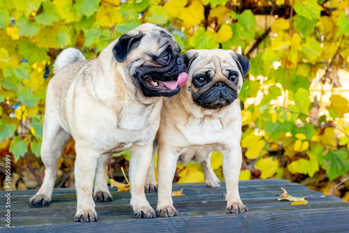 Two pug dogs in the autumn park during a walk