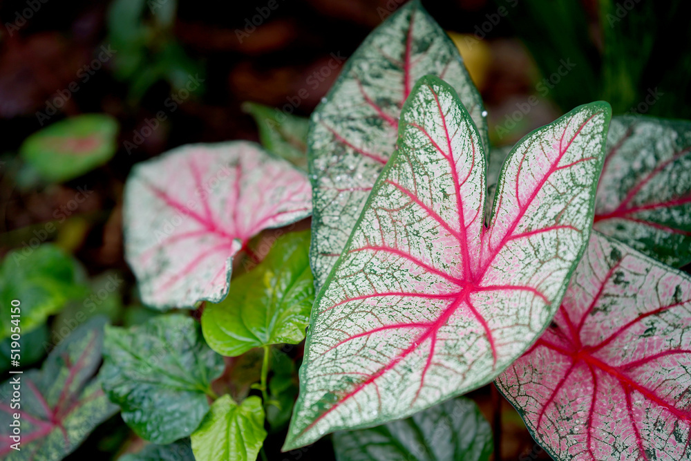 Caladium is an ornamental plant with beautiful patterns and auspicious plants. Slective focus. Caladium is an ornamental plant with beautiful patterns and auspicious plants. Slective focus.