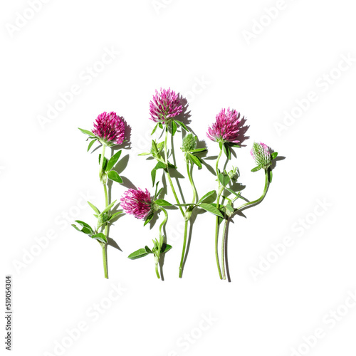 Square botanical composition, pink field clover closeup isolated on white, flowering trifolium pratense with green leaves. Blooming wild flowers, medicinal herbs, wild blooms. Nature flatlay
